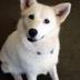 Blizzard Inu logo