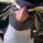 Токен NEW PAINTING PENGUIN