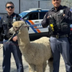 llama arrest by cops logo