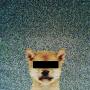 Unknown Sending Dog 幣種