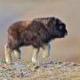 baby Muskox logo