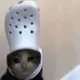 croc cat logo