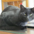 Leo XIV the Cat logo