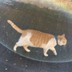 Divine Chosen Cat logo