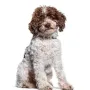 King Charles New Dog 幣種