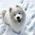 snowdog logo