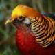 GoldenPheasant logo