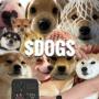 mans best friend 幣種