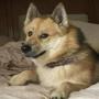 DOGE 2 幣種