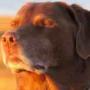 Token dog with eyes closed