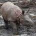 The Baby Rhino In Tama Zoo logo