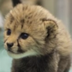 The Baby Cheetah logo