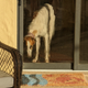 Oil Painting Dog logo
