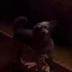 SUPERMAN DIRECTORS NEW DOG logo