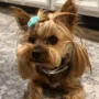 Token Dog Stolen From Tesla 
