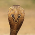 Cobra logo