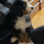 NEW SOLANA DOG 幣種