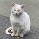 Frank The Cat  logo
