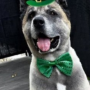 MARVIN WIF HAT 幣種