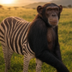 Ape and Zebra logo