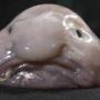 Blobfish Wins Fish Of The Year 幣種