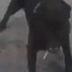AXON Dog killed by police logo