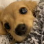 Token Lola the Pup Princess