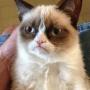 Grumpy Cat token