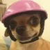 dog wef tism logo
