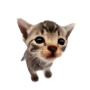 Elgatitolover 幣種