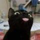 TROLLCAT logo