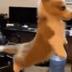 helicopter doge logo