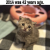 meme from 2067 logo
