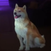AI Hologram Dog logo