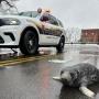 Token Chappy the Lost Seal