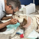 Dog Stabbed While Defending Home logo