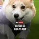 Paw to Paw logo