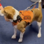 Token SAVED DOG FROM LAB