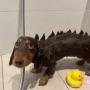 dinosaur dog 币种