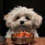 Quant Dog Token