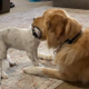 DOG eat ᵈᵒᵍ logo