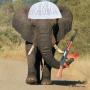 Token First Muslim Elephant