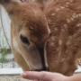 Token Baby the Deer