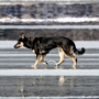 Token Dog escaped euthanasia shelter