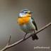 Cool Tit logo
