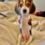 token The Dog With 2 legs
