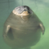 relaxed seal logo