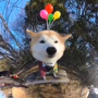 Token Chachamaru the Shiba