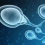TOKENIZED SPERM-token
