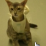 justice for cat token